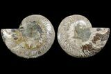 Bargain, Agatized Ammonite Fossil - Madagascar #111534-1